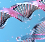 TEST GENETICI NEL CANE: COSA SONO ED A COSA SERVONO